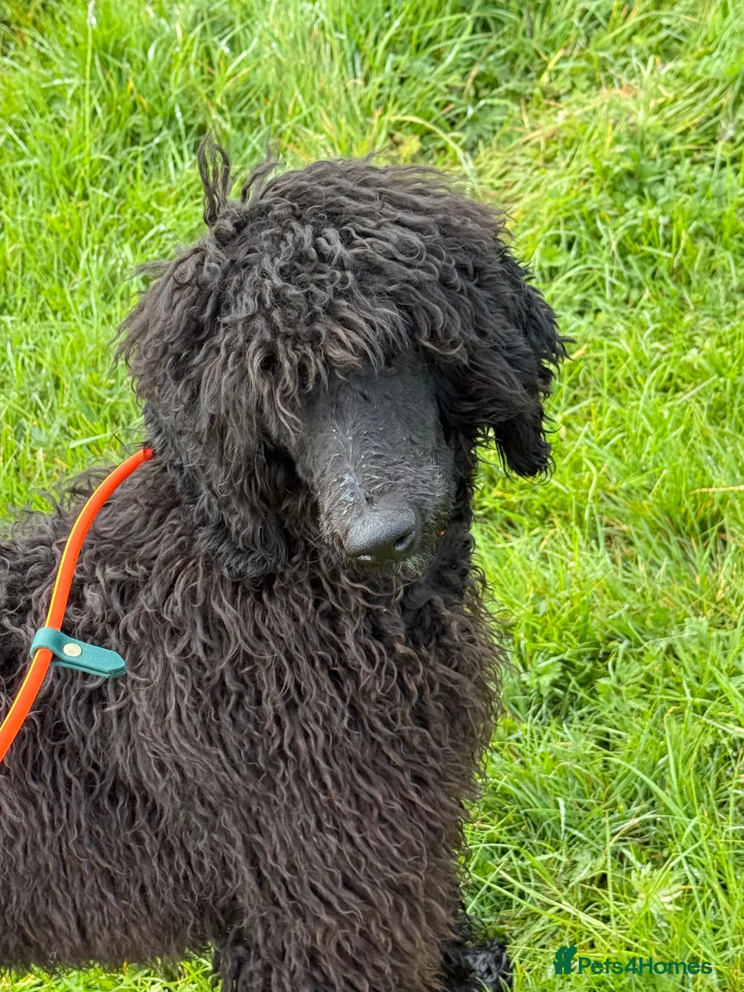 Standard Poodle dogs for sale: Standard poodle female - Advert 1