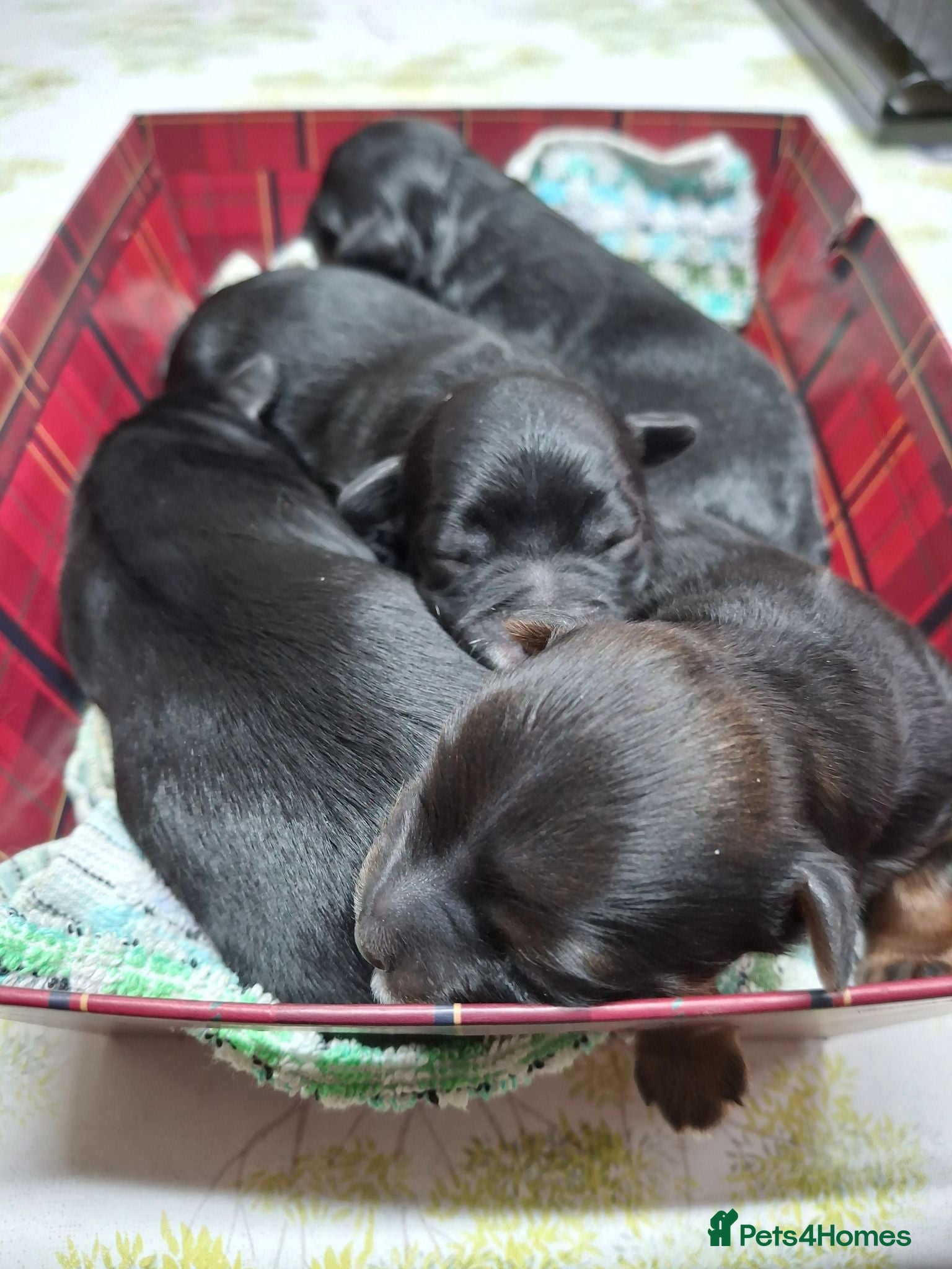 Yorkiepoo dogs Yorkiepoo puppys - Advert 1