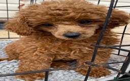 Toy Poodle dogs for sale: Kc toy poodle red boys - Image 7