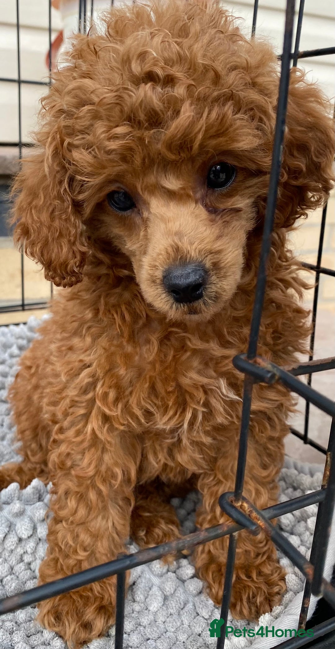 Toy Poodle dogs for sale: Kc toy poodle red boys - Image 7