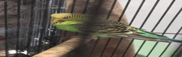 Budgerigars birds for sale: Male budgie - Advert 3
