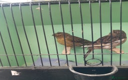 Canaries birds for sale: Canaries - Image 3
