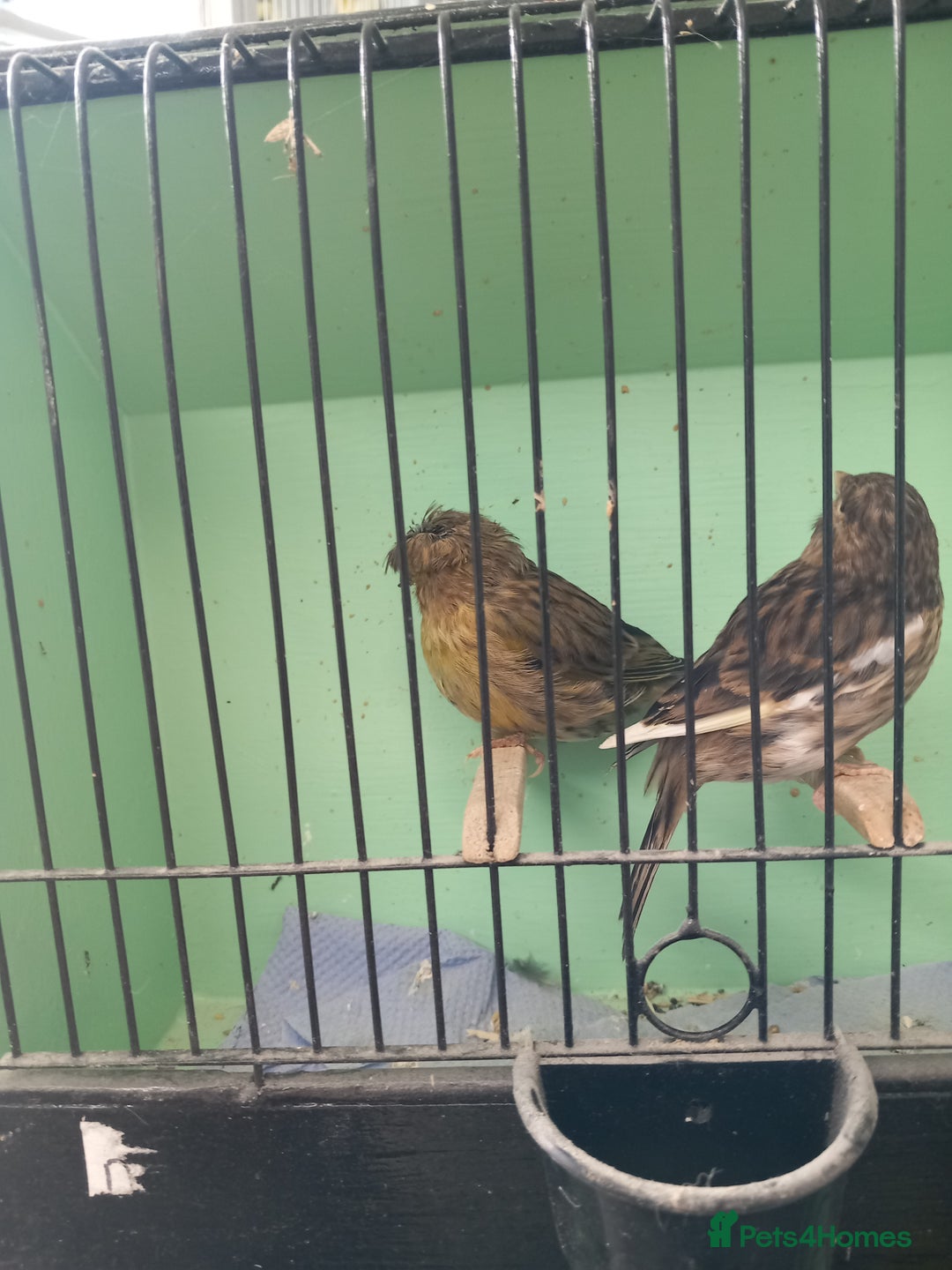 Canaries birds for sale: Canaries - Image 3