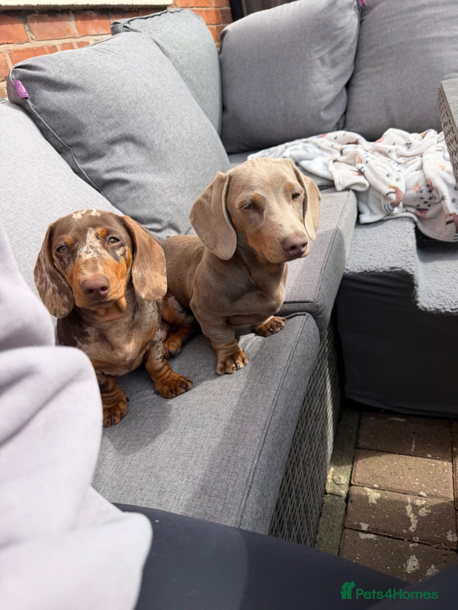 Miniature Dachshund dogs Miniature dachshund males - Advert 2