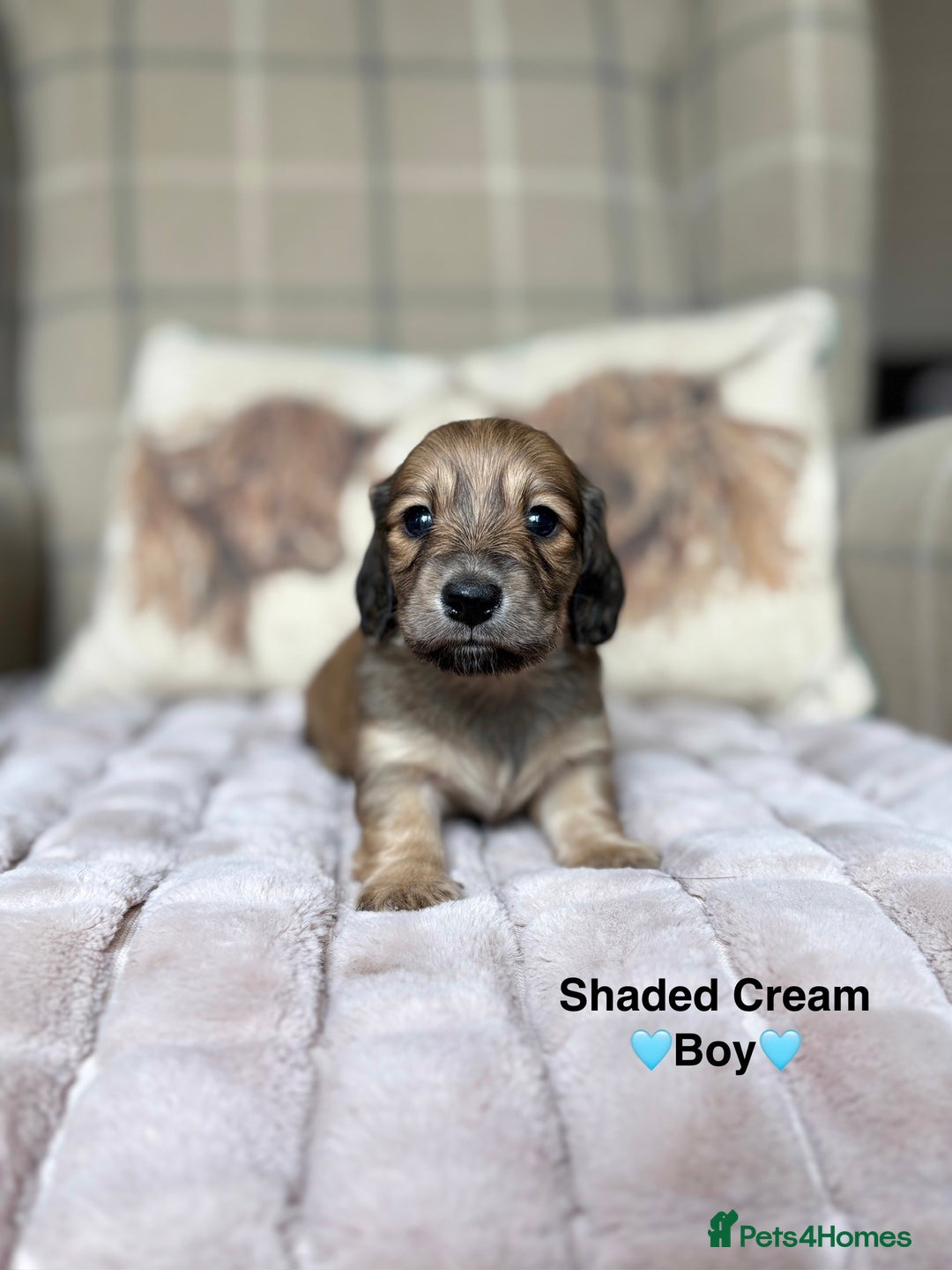 Miniature Dachshund dogs for sale: 🩷LONG HAIRED CREAM DACHSHUNDS🩵 - Advert 13