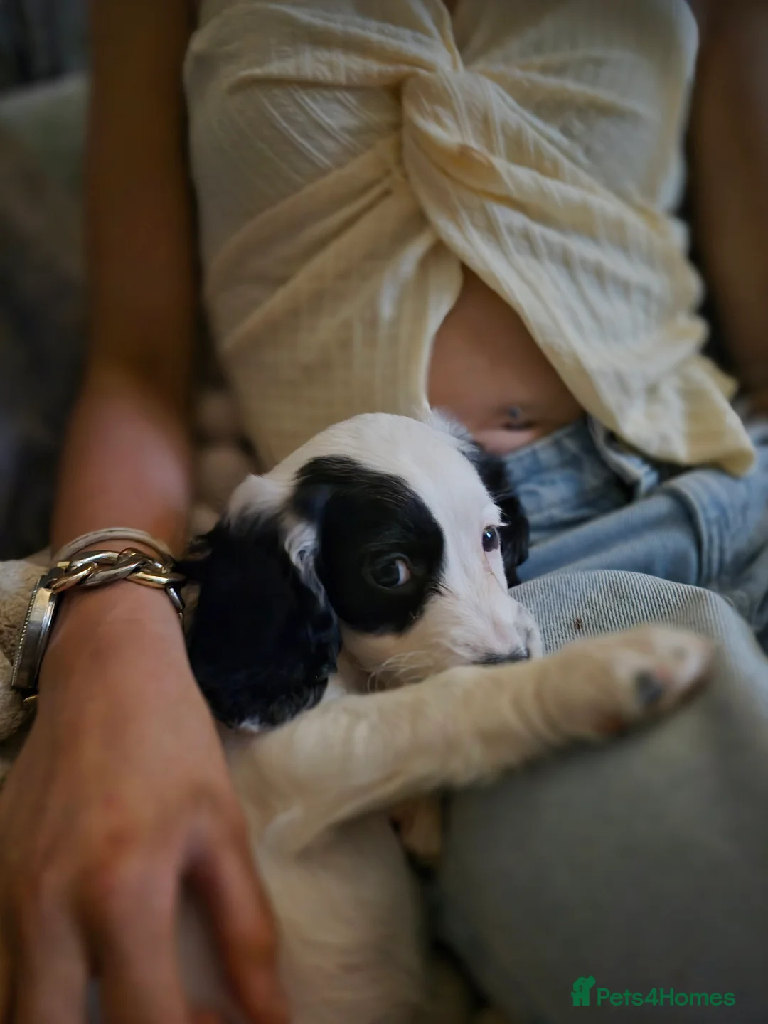 Cockapoo dogs for sale: F2 generation cockerpoo puppys  - Advert 7