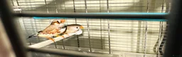 Finches birds for sale: Male & Female Pair Zebra Finches With Cage  - Advert 2