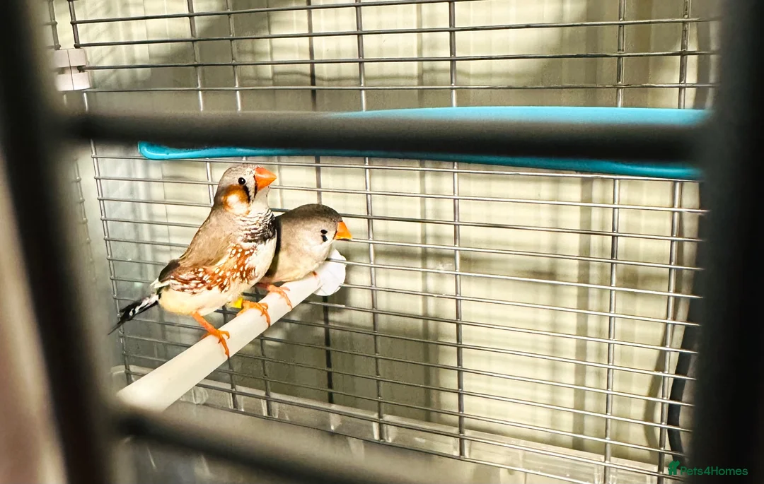 Finches birds for sale: Male & Female Pair Zebra Finches With Cage  - Advert 2