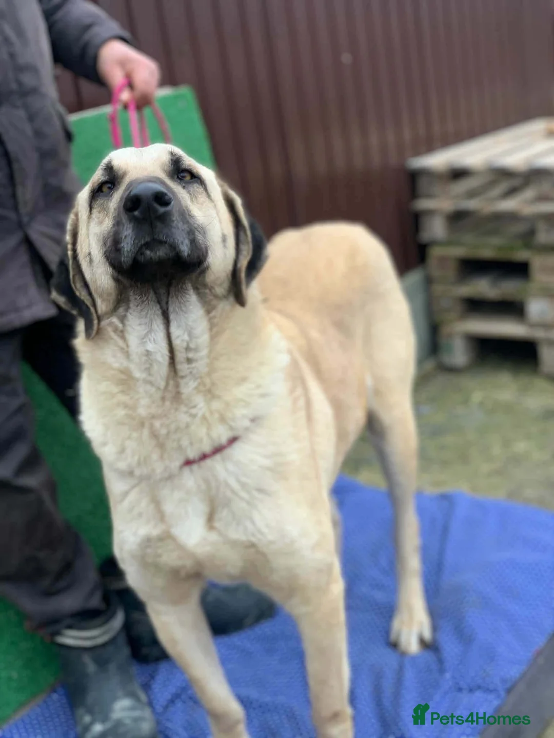 Mixed Breed dogs for adoption: 🧡 Phoenix – A Gentle Soul Waiting to Belong❤️‍🩹 in Hengoed - Advert 2