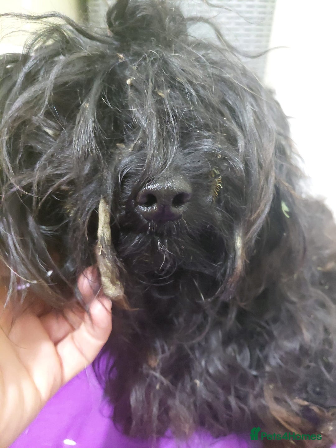 Mixed Breed dogs for adoption: 💛 BRINDY - A Sweet Little Black Velvet Girl 💛🐾 - Advert 18