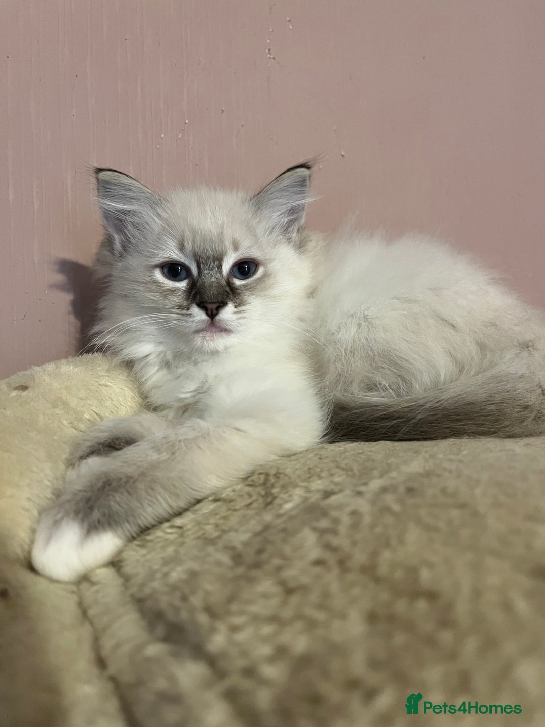 Ragdoll cats for sale: Ragdoll Kittens - Image 5