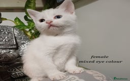 Khao Manee cats for sale: Kittens mixed khao Manee  - Advert 1