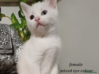 Khao Manee cats for sale: Kittens mixed khao Manee - Advert 1