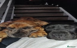 Cane Corso dogs for sale: Cane Corso  - Image 13