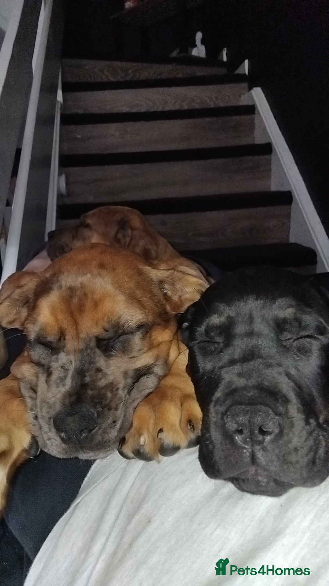 Cane Corso dogs for sale: Cane Corso  - Image 13