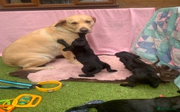 Cockerdor dogs for sale: Labrador x Cocker babies  - Image 4