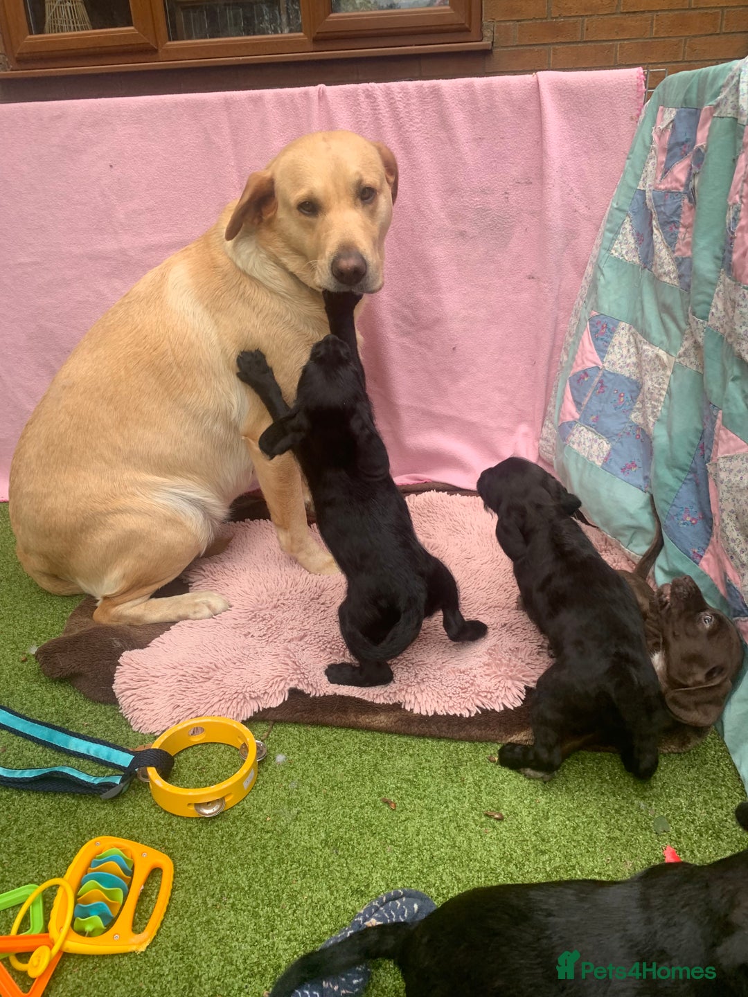 Cockerdor dogs for sale: Labrador x Cocker babies  - Image 4