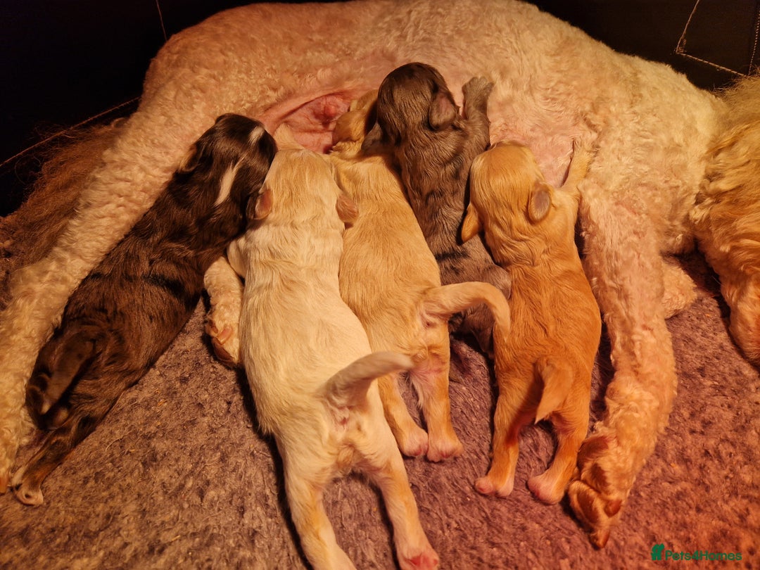 Maltipoo dogs for sale: Quality unique f1 tiny korean maltipoo puppies  - Advert 10