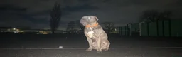 Mixed Breed dogs for sale: Benny  in Stanley - Advert 9
