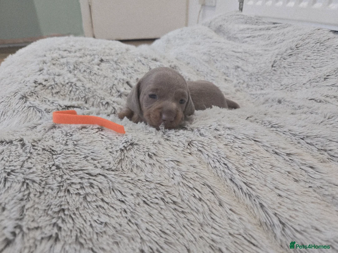 Miniature Dachshund dogs for sale: Miniature Dachshund Puppies (smooth haired) - Advert 10