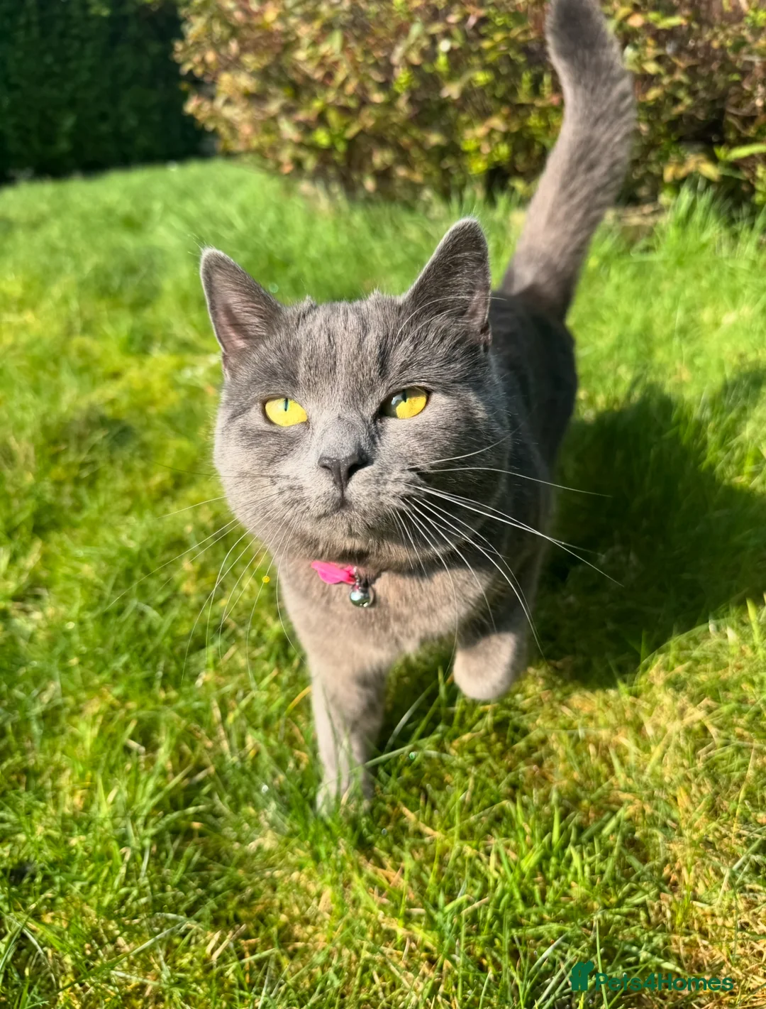 British Shorthair cats for sale: Grey/blue British short hair female left - Advert 3