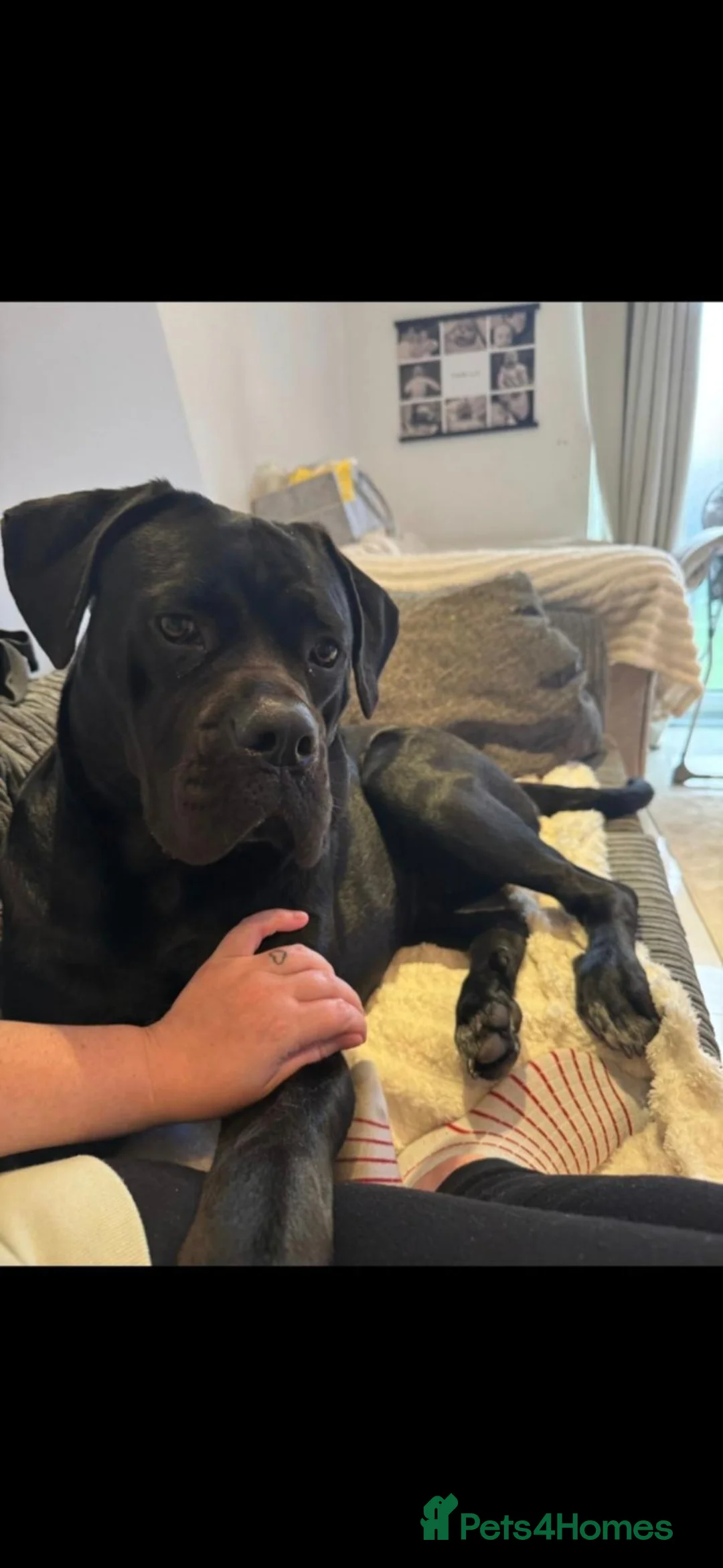 Cane Corso dogs for sale: Beautiful 18 month old Cane Corso Girl in Hemel Hempstead - Advert 5
