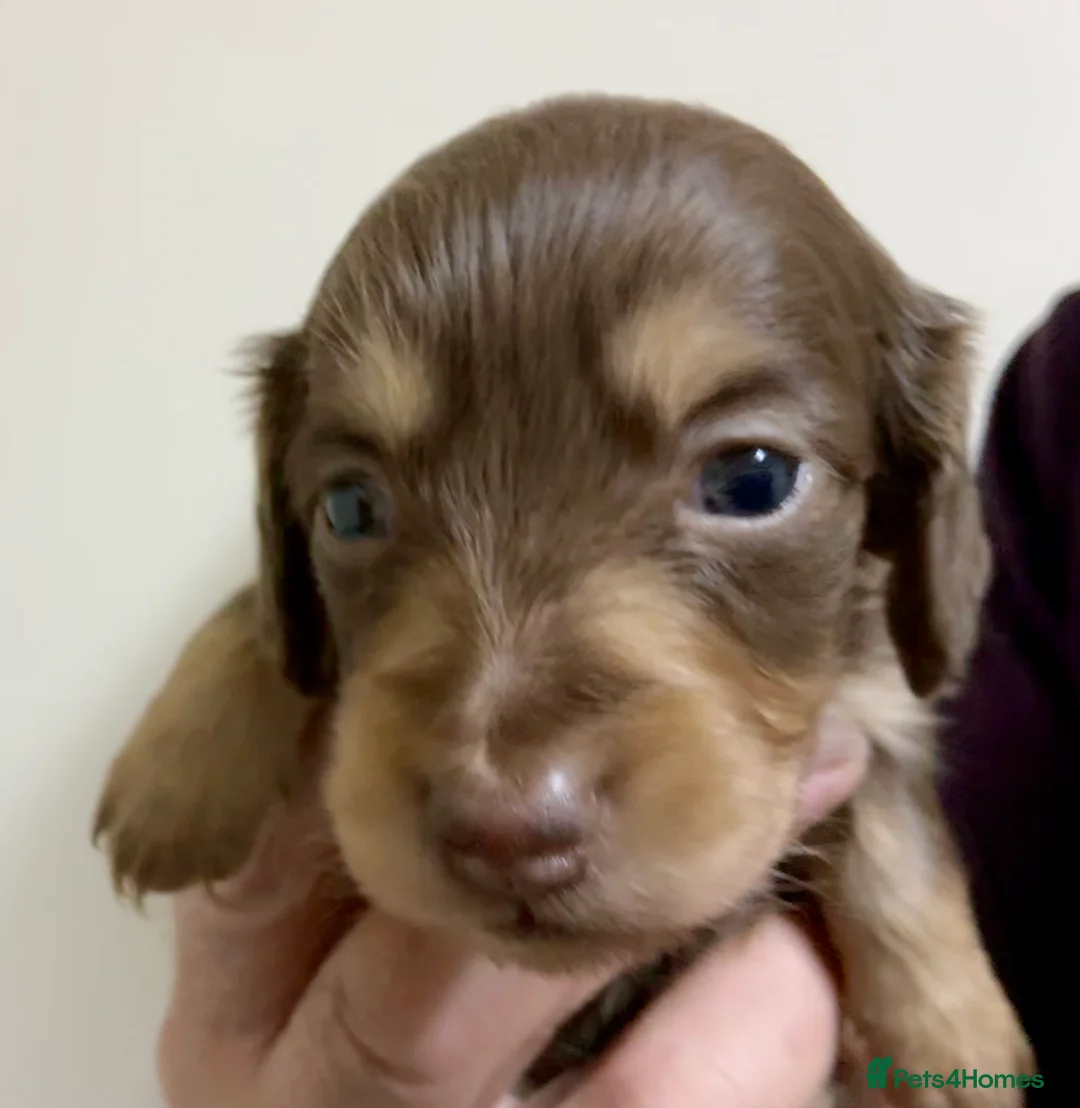 Miniature Dachshund dogs for sale: KC reg mini longhaired dachshund pups 1 girl2xboys - Advert 37