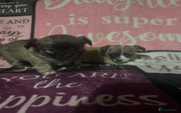 Chihuahua dogs for sale: 2 chihuahua Puppys  - Advert 5