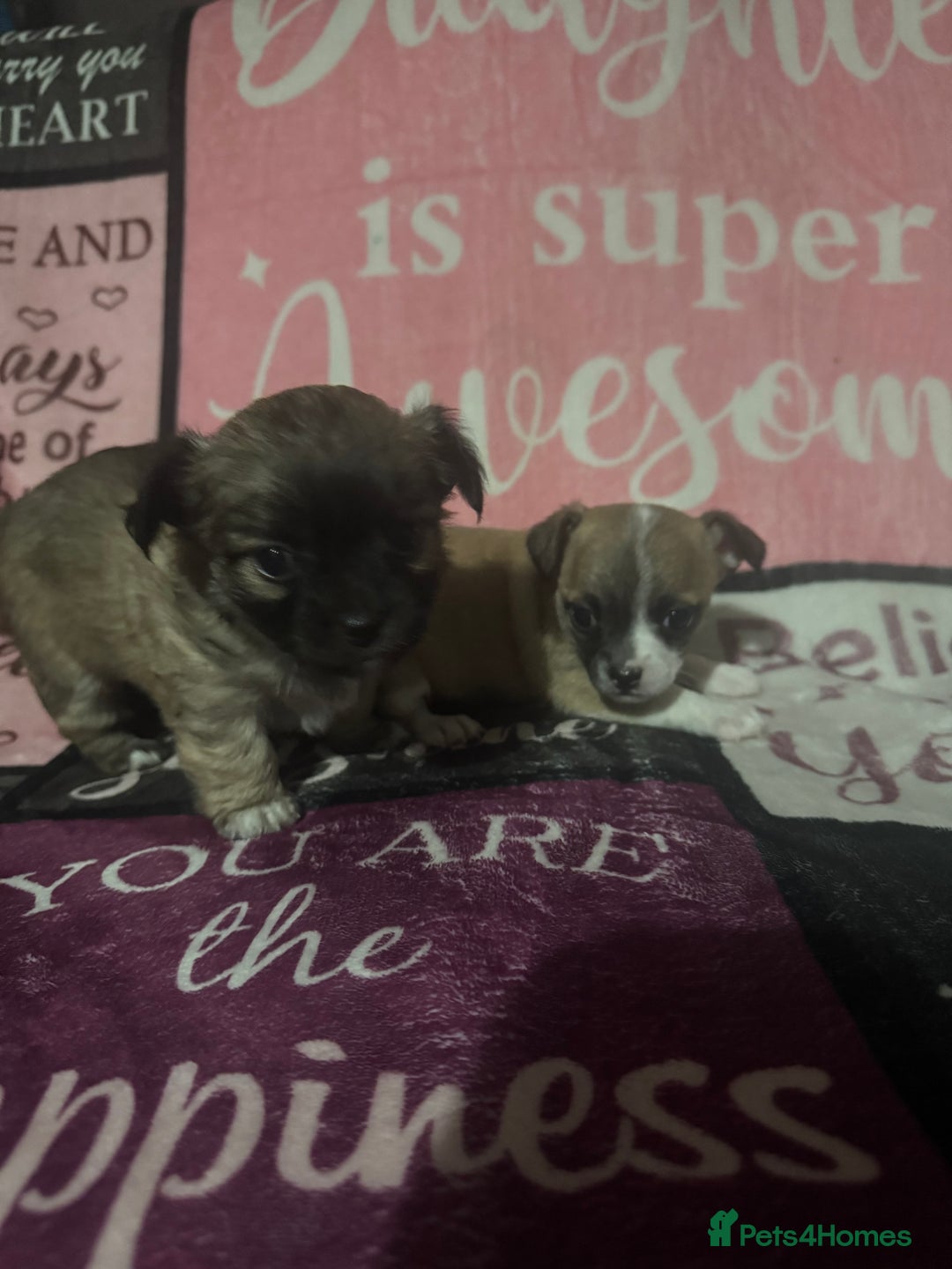 Chihuahua dogs for sale: 2 chihuahua Puppys  - Advert 5