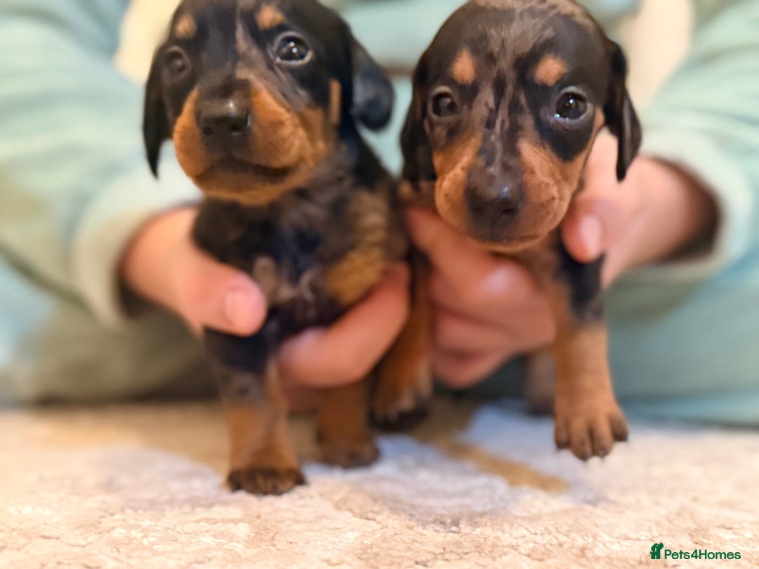 Dachshund dogs for sale: ⭐️LAST BOY AVAILABLE- Mini dachshunds pups⭐️ - Advert 13