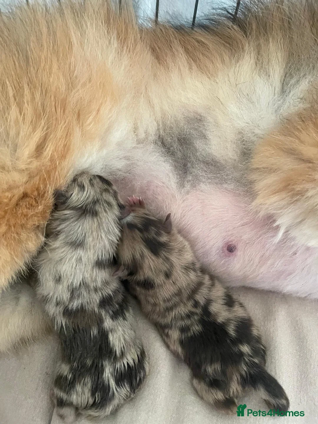 Pomeranian dogs for stud: Tiny Lilac Parti Carrying Tan points in Dartford - Advert 9