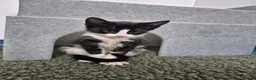 Mixed Breed cats for sale: 10week female b/w kitten looking for perfect home - Advert 4