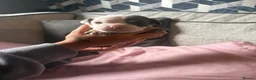 English Bulldog dogs for sale: Old English bulldog  in Portsmouth - Advert 11