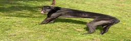 Greyhound dogs for sale: Greyhound  in Birmingham - Advert 2