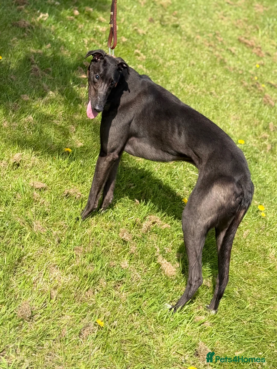 Greyhound dogs for sale: Greyhound  in Birmingham - Advert 2