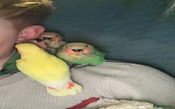 Lovebirds birds for sale: Cuddly hand reared baby lovebirds - Image 8