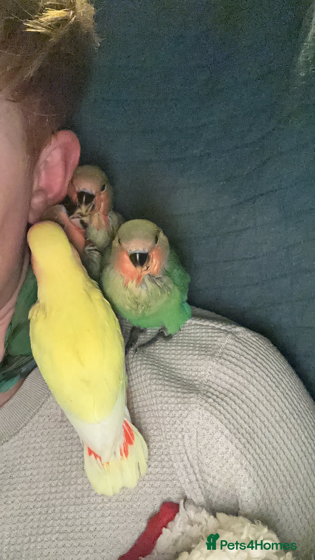 Lovebirds birds for sale: Cuddly hand reared baby lovebirds - Image 8