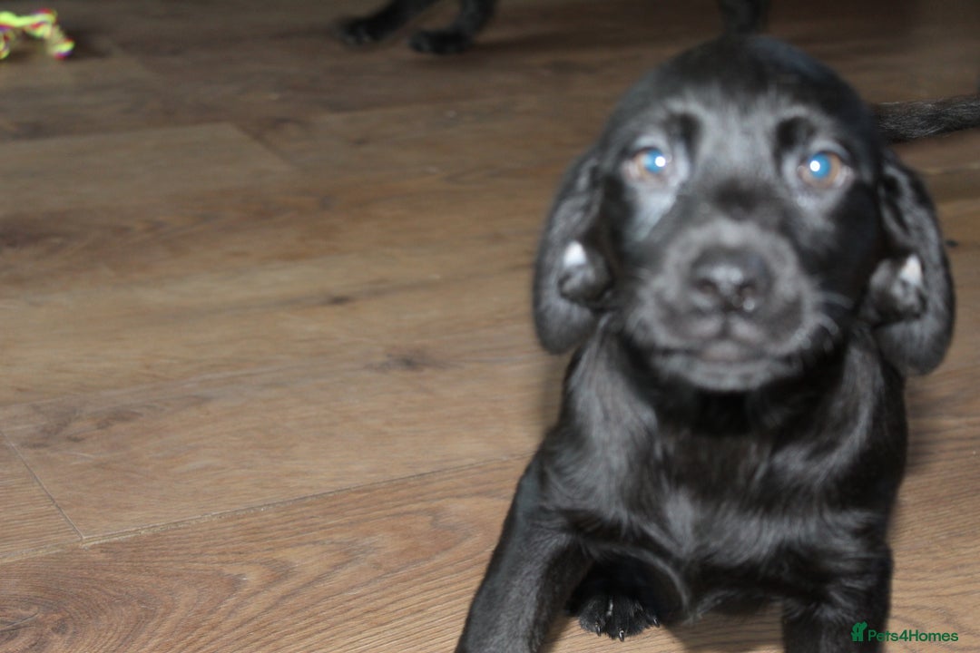 Labrador Retriever dogs for sale: Labrador Pupsfor Sale – Yellow, Chocolate, Black  - Image 32