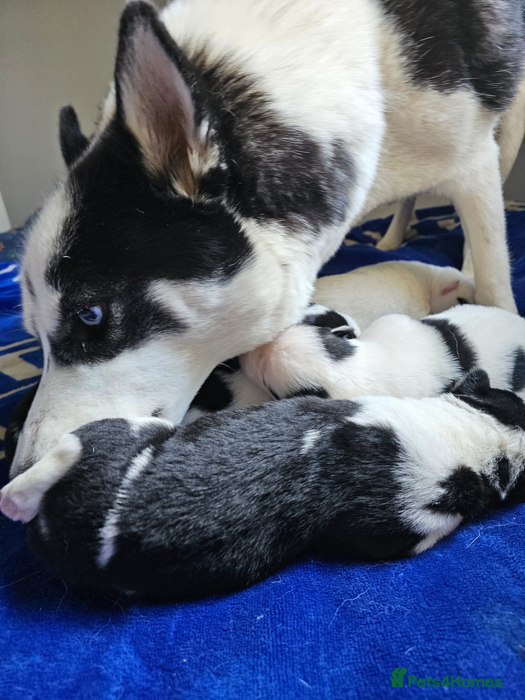 Siberian Husky dogs for sale: Husky puppies for sale  - Image 1