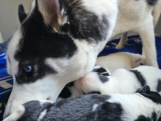 Siberian Husky dogs - Advert 4