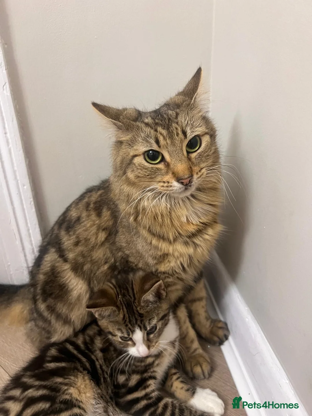 Mixed Breed cats for sale: Adorable Female Kitten in London - Advert 5