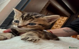 Mixed Breed cats for sale: 4 kittens for sale  - Image 3