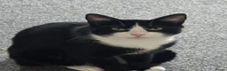 Mixed Breed cats for sale: 2x male cats small donation required.  in Crook - Advert 2