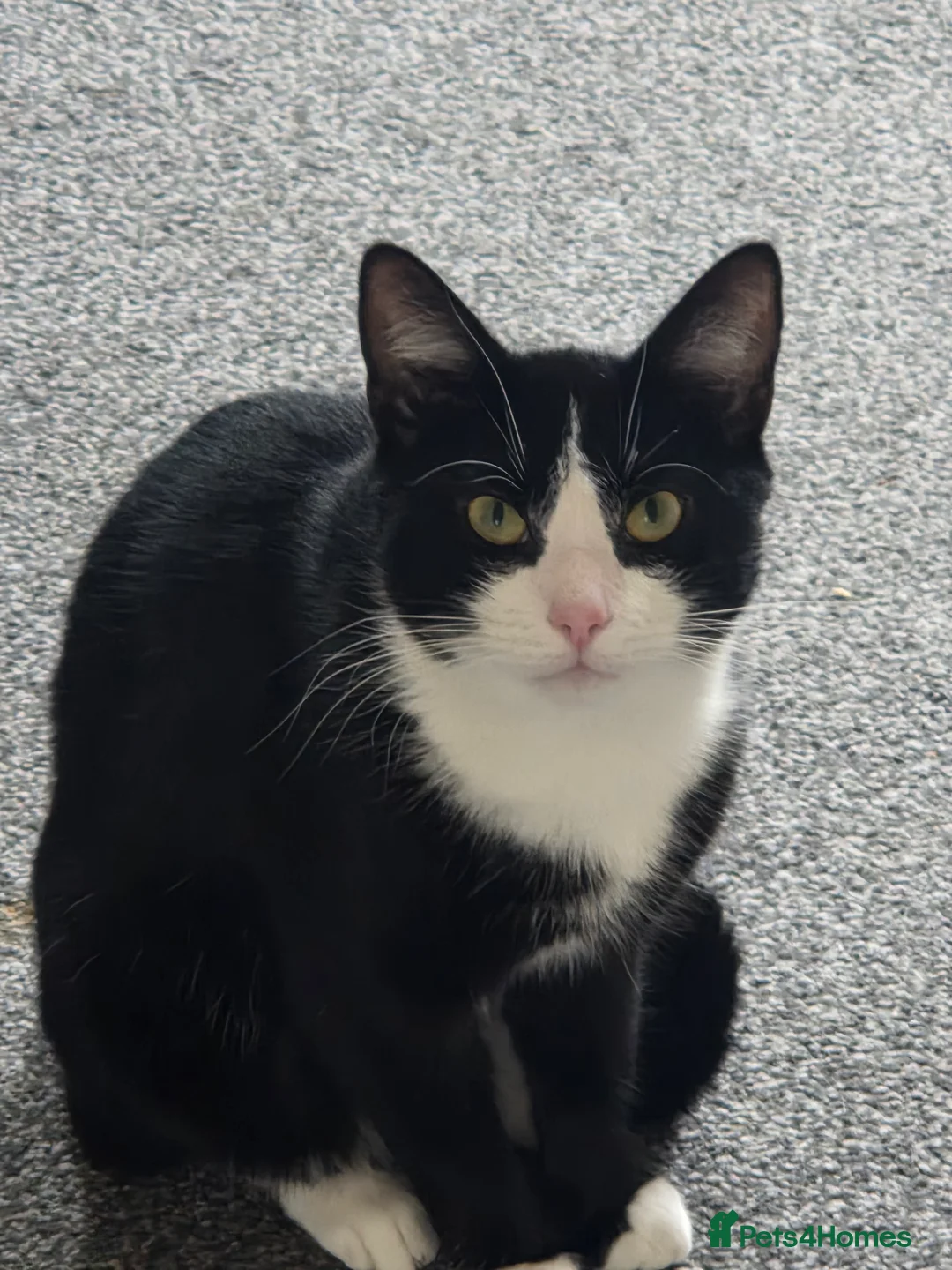 Mixed Breed cats for sale: 2x male cats small donation required.  in Crook - Advert 2