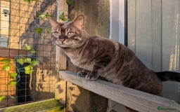 Bengal cats for sale: 🤍🖤🩶 Bengal Kittens 🩶🖤🤍 in Barnoldswick - Image 39