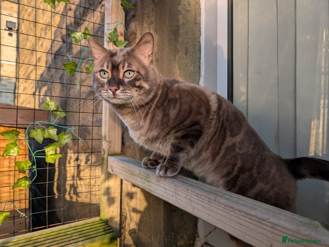 Bengal cats for sale: 🤍🖤🩶 Bengal Kittens 🩶🖤🤍 in Barnoldswick - Image 39