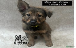 German Shepherd dogs for sale: Exceptional KC Reg Czech Line German Shepherd Pups in Nottingham - Image 13