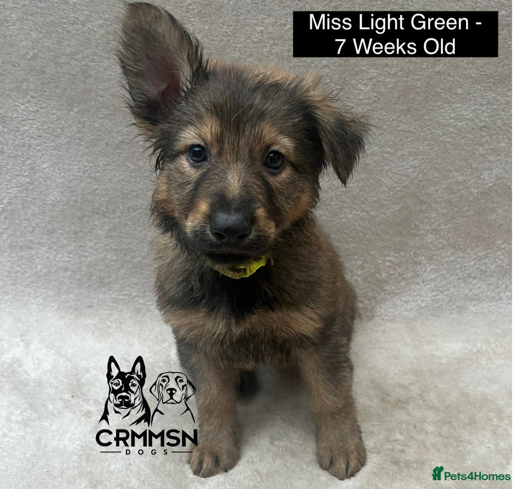 German Shepherd dogs for sale: Exceptional KC Reg Czech Line German Shepherd Pups in Nottingham - Image 13