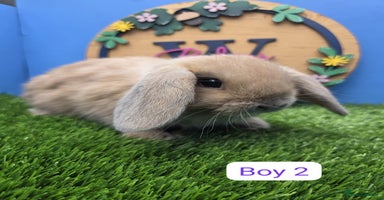 Mini Lop rabbits - Advert 3