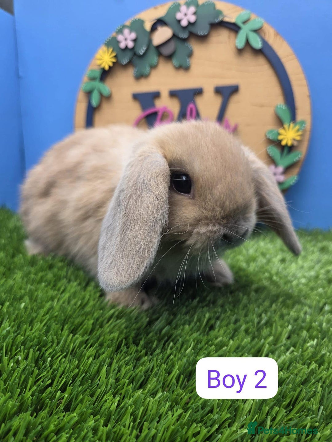 Mini Lop rabbits for sale: Mini Lop Baby Rabbits Buck Doe Girls Boys  - Image 2